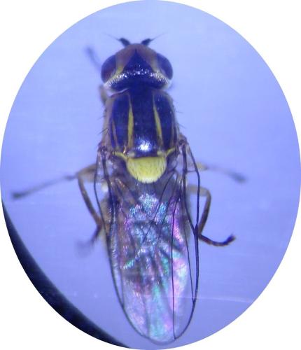 Réf. 300 521 : Chlorops pumilionis